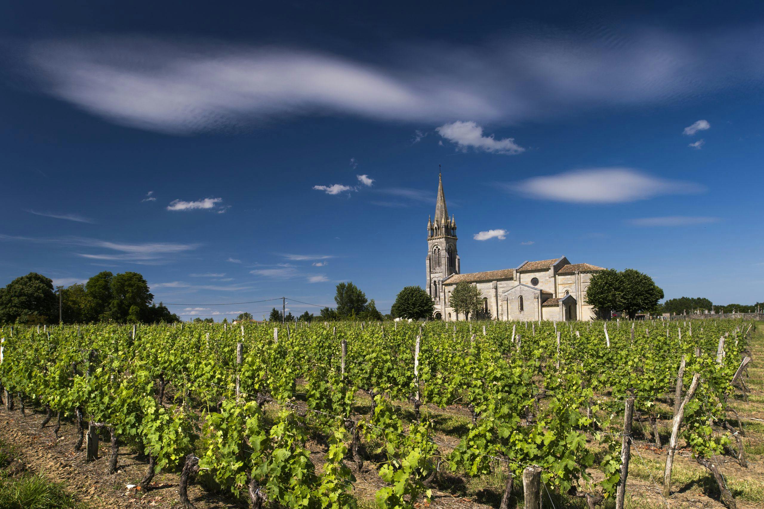 vinranker gettyimages 551272297 Frankrike, Vingård